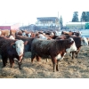 Image 3 : Birkenhagen Farms - 840# Weaned Steers - 68 Head (Carrot Creek, AB) VBP+
