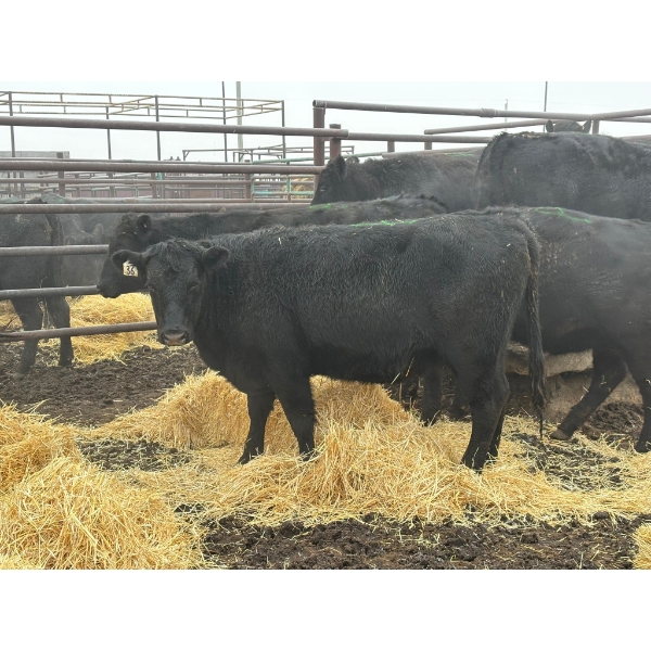 Lane Boisjoli - 14 Heifers (Pen 418)