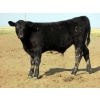 Image 6 : R&W Cattle Co. (Regan & Whitney Curry) - 490# Steer Calves - 120 Head (Sunnynook, AB) VBP+