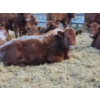 Image 2 : Count Ridge Stock Farms - 6 Red Heifers (Pen 518)