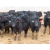 Image 4 : Little Rainbow Ranch - 690# March Delivery Steers - 176 Head (Moosomin, SK)