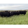 Image 4 : 7L Ranch - 1080# October Delivery Grass Heifers - 54 Head (Lakeland, MB)