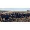 Image 10 : Bircham Ranch - 930# May Delivery Steers - 90 Head (Piapot, SK)