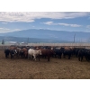 Image 8 : Westwold View Farms - 950# September Delivery Steers - 62 Head (Westwold, BC)
