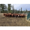 Image 9 : Bob & Donna, Nikita Leavitt - 600# October Delivery Steer Calves - 55 Head (Kamloops, BC) VBP+