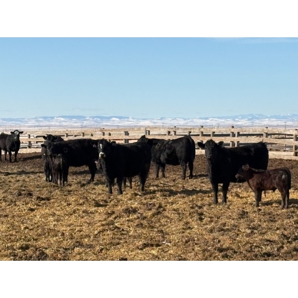 Jordie & Shelley Suitor - 9 Angus/Simm X 1st Calf Pairs (Blackie, AB)