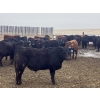 Image 4 : Hawk Ranching - 970# March Delivery Steers - 65 Head (Parkland, AB)