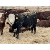 Image 5 : Jason & Kevin Szymanek - 850# December Delivery Weaned Steers - 55 Head (Stauffer, AB)