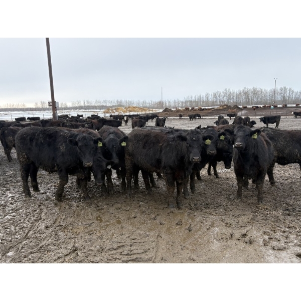 Bear Canyon Colony - 20 November Delivery BBF/BWF Angus X Bred Heifers (Cherry Point, AB)