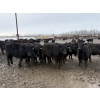 Image 1 : Bear Canyon Colony - 20 November Delivery BBF/BWF Angus X Bred Heifers (Cherry Point, AB)