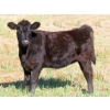 Image 6 : Johnson Livestock - 670# December Weaned Heifers - 90 Head (Peebles, SK) VBP+