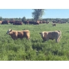 Image 10 : Rupert Farms - 880# November Delivery Weaned Steers - 69 Head (Lac du Bonnet, MB)