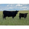 Image 2 : Vredegoor Ranch - 440# October Delivery Heifer Calves - 90 Head (Handhills, AB)