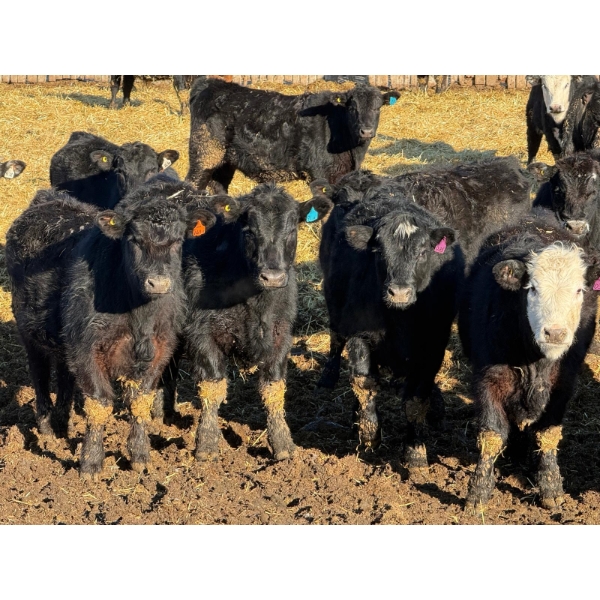 Doerksen Farms - 790# February Delivery Steers - 78 Head (Gem, AB)
