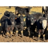 Image 1 : Doerksen Farms - 790# February Delivery Steers - 78 Head (Gem, AB)