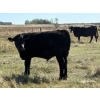 Image 7 : Jake & Ian McNichol - 585# October Delivery Steer Calves - 84 Head (Nokomis, SK)