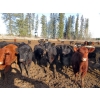 Image 5 : Fridlington Family Farms - 675# March Delivery Heifers - 243 Head (Kersley, BC)