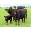 Image 13 : Knapp Farms - 550# October Delivery Steer Calves - 110 Head (Southey, SK)