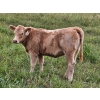 J&E Farms Ltd. - 620# November Delivery Heifer Calves - 80 Head (Tilley, AB)