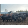 Image 2 : Fridlington Family Farms - 675# March Delivery Heifers - 243 Head (Kersley, BC)