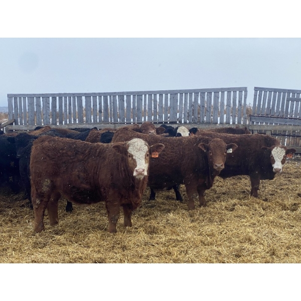 Ron Billings  - 1100# January Weaned Steers - 140 Head (Sundre, AB)