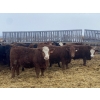 Image 1 : Ron Billings  - 1100# January Weaned Steers - 140 Head (Sundre, AB)