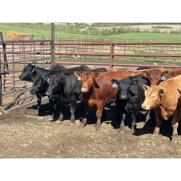 Turtleview Livestock - 900# June Delivery Steers - 56 Head (Goodlands, MB)