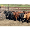 Image 1 : Turtleview Livestock - 900# June Delivery Steers - 56 Head (Goodlands, MB)