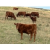 Image 2 : Palmer Ranch - 450# December Delivery Steer Calves - 180 Head (Pincher Creek, AB)