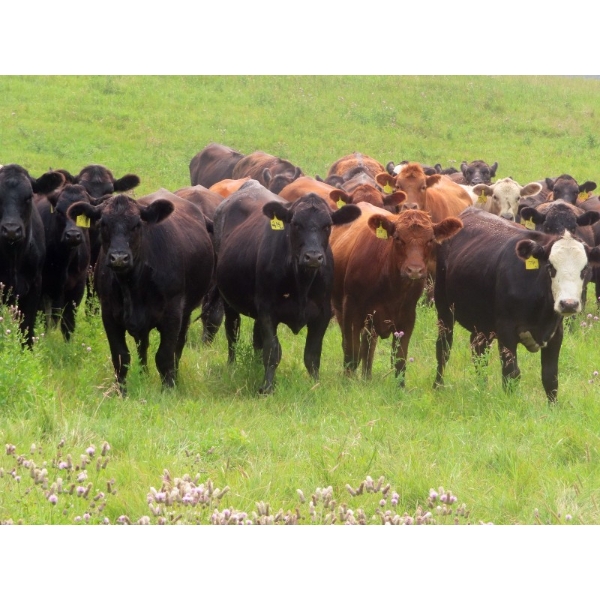 Diamond C Farms - 820# September Delivery Grass Heifers - 150 Head (Merridale, MB)