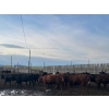 Image 4 : Cross Bar Ranch - 930# June Delivery Heifers - 70 Head (Consort, AB)