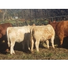Image 2 : Squaw Valley Ranch - 825# October Steer Calves - 73 Head (Lumby, BC)