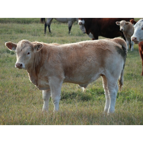 F Nester Ranching - 650# October Delivery Steer Calves - 90 Head (Picture Butte, AB) VBP+