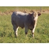 Image 6 : Squaw Valley Ranch - 840# October Delivery Steer Calves - 70 Head (Lumby, BC)