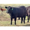 Image 5 : JR Cattle Company Ltd. - 26 Black Angus X April/May Calving Bred Heifers (Fort Macleod, AB)