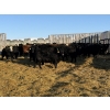 Image 6 : Bar R Ranch - 920# February Weaned Steers - 68 Head (Foam Lake, SK)