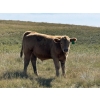 Image 2 : Paul & Krysten Gravelle - 560# October Delivery Steer Calves - 105 Head (Ceylon, SK)