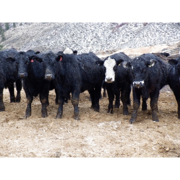 Clifton Ranch - 920# February Delivery Weaned Steers - 200 Head (Keremeos, BC) VBP+