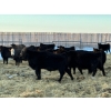 Image 3 : Josh Herauf - 880# March Weaned Steers - 140 Head (Davin, SK)