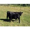Image 11 : CC Farming Company - 680# October Delivery Steer Calves - 170 Head (Cayley, AB)