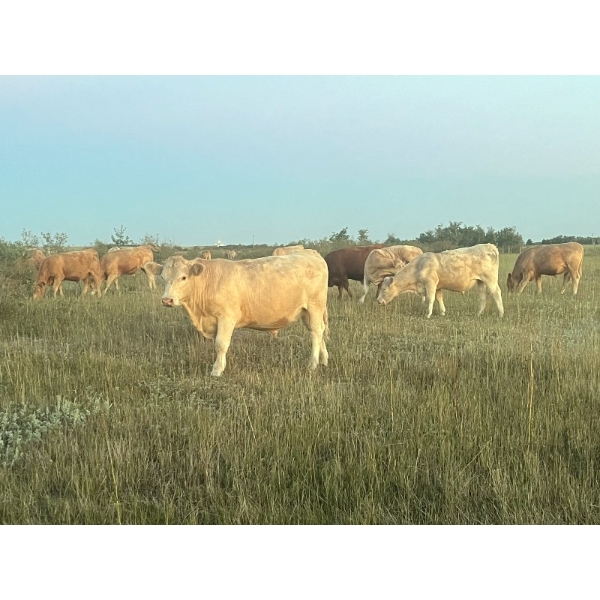 Kirk Goldsmith - 930# September Grass Steers - 68 Head (Veteran, AB)