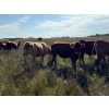 Image 15 : Edgar's Custom Farming Ltd. - 1025# Sept/Oct Delivery Grass Steers - 180 Head (Elkhorn, MB)