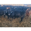 Image 2 : Darren MacMillan - 655# March Delivery Steers - 95 Head (Marquette, MB)