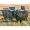 Image 2 : Valley View Ranch - 950# October Delivery Grass Heifers - 150 Head (Strathmore, AB)