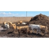Image 6 : Cattlewood Farms Ltd. - 670# July Delivery Heifers - 87 Head (Fincastle, AB)