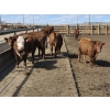 Image 11 : SVM Farms - 630# May Delivery Steers - 67 Head (Vauxhall, AB)