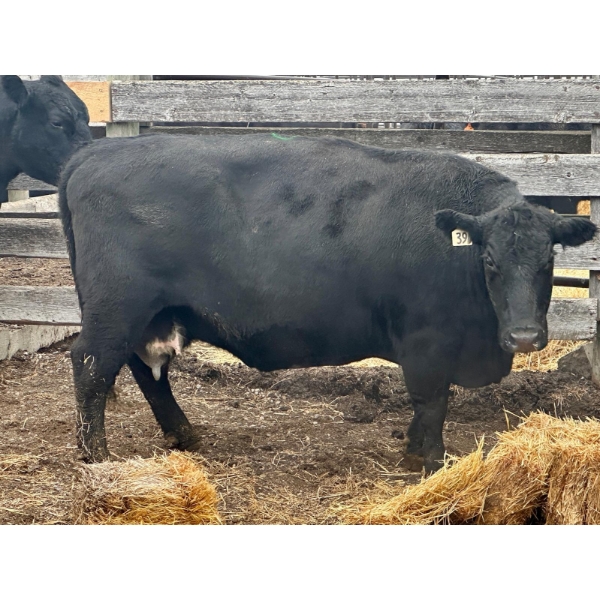 Rosgen Ranches - 3 Middle-Aged Cows (Pen 511)