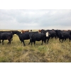 Image 6 : McDougald Ranch Ltd. - 820# August Delivery Grass Heifers - 75 Head (Maple Creek, SK)