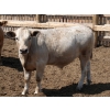 Image 4 : Poelman Farms - 975# June Delivery Steers - 111 Head (Granum, AB)