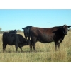 Image 2 : Susy Friesen - 525# October Delivery Heifer Calves - 40 Head (Patricia, AB)